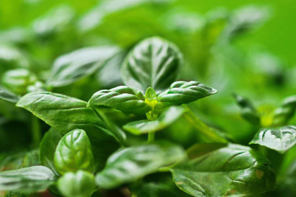 Mosquito-Repelling Plants