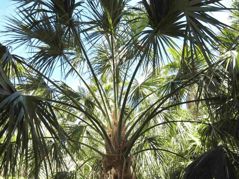 Native Palm Trees in Florida