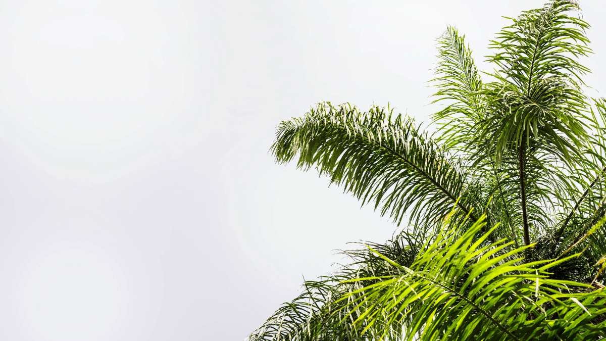 palm-tree-size-is-bigger-better