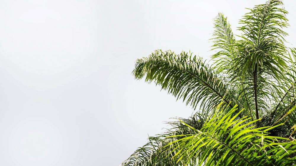 palm-tree-size-is-bigger-better