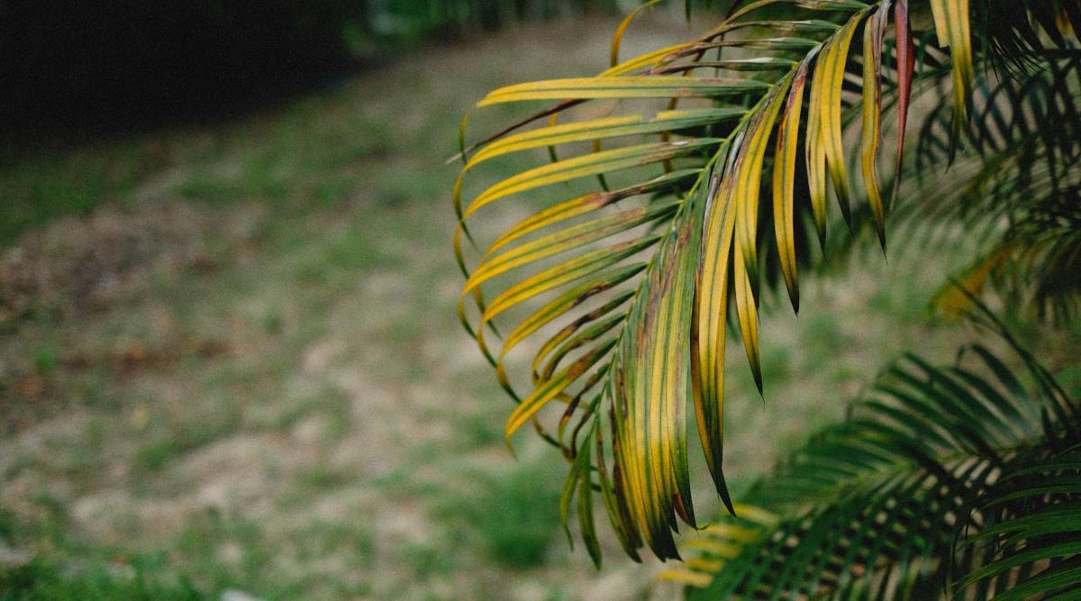 Why Palms Get Yellow Fronds
