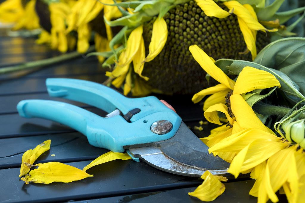 pinching-and-pruning-and-deadheading