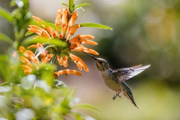 plants-to-attract-hummingbird