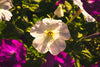 Shearing Back Spent Flowers for a Second Bloom