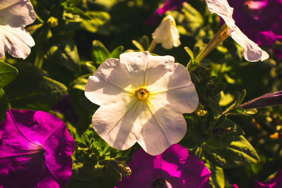 How to Shear Flowers for a Second Bloom | NutriPod®