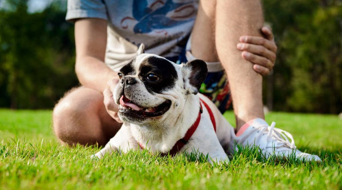 Spring Lawn Care Tips to Manage Dog Allergies | NutriPod®