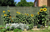 No More Flop! Smart Ways to Support Tall Plants