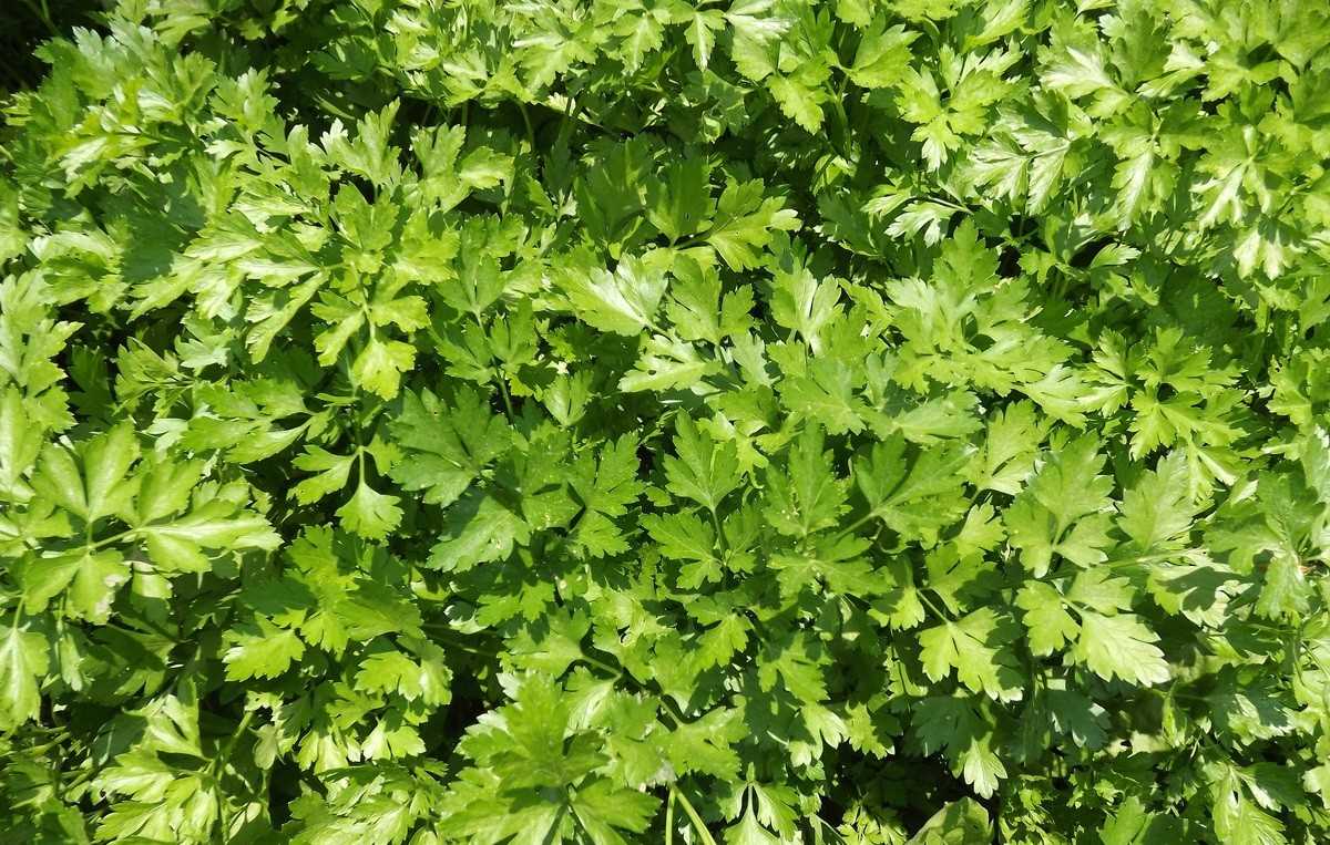 succession-planting-in-fall-florida