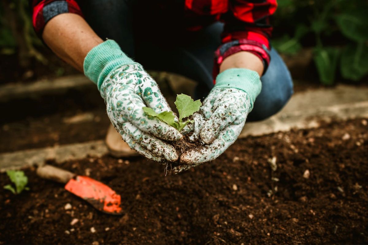 vegetable-gardening-tips-fall