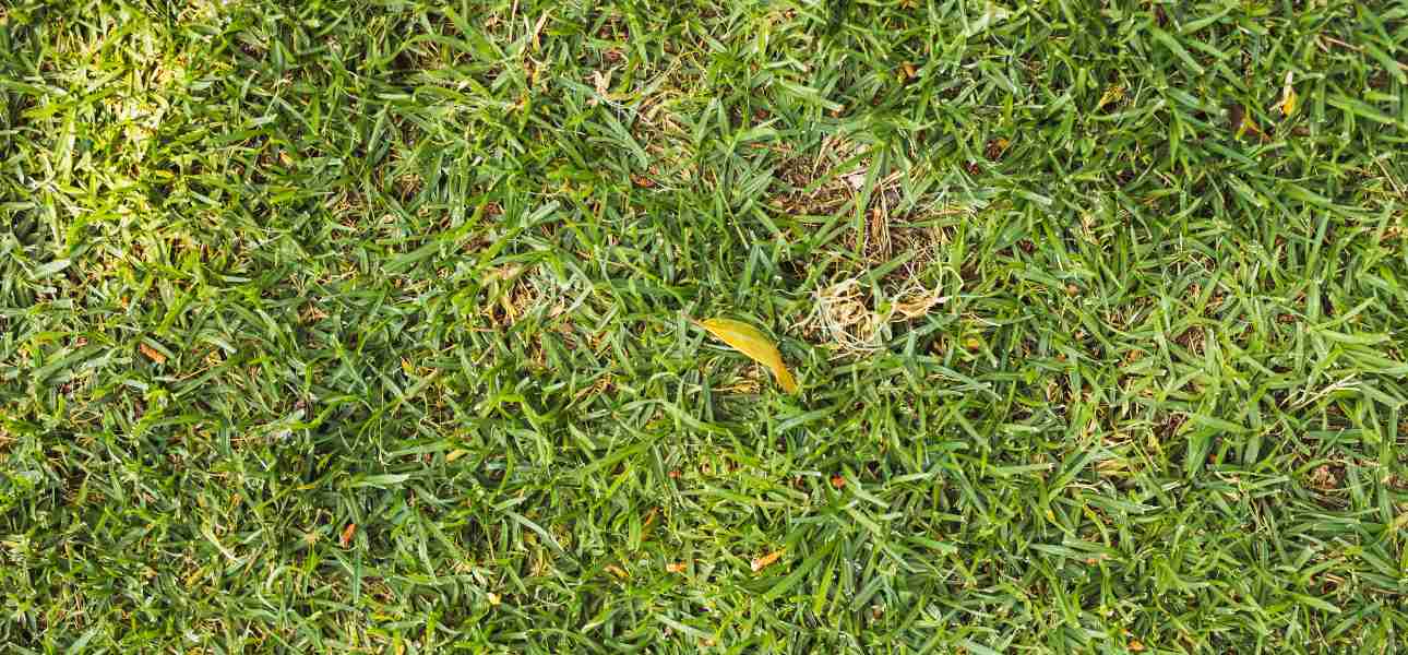 8 Signs of an Over-Fertilized Lawn & What to Do Next
