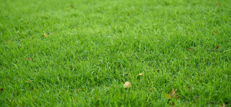 Phosphorus for grass