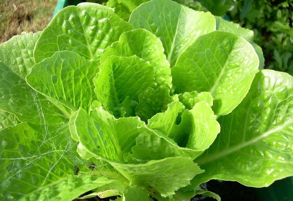what-happens-if-you-over-fertilize-plants