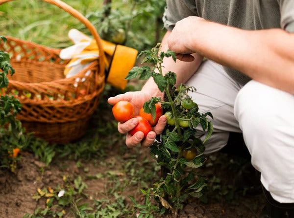 Companion Planting