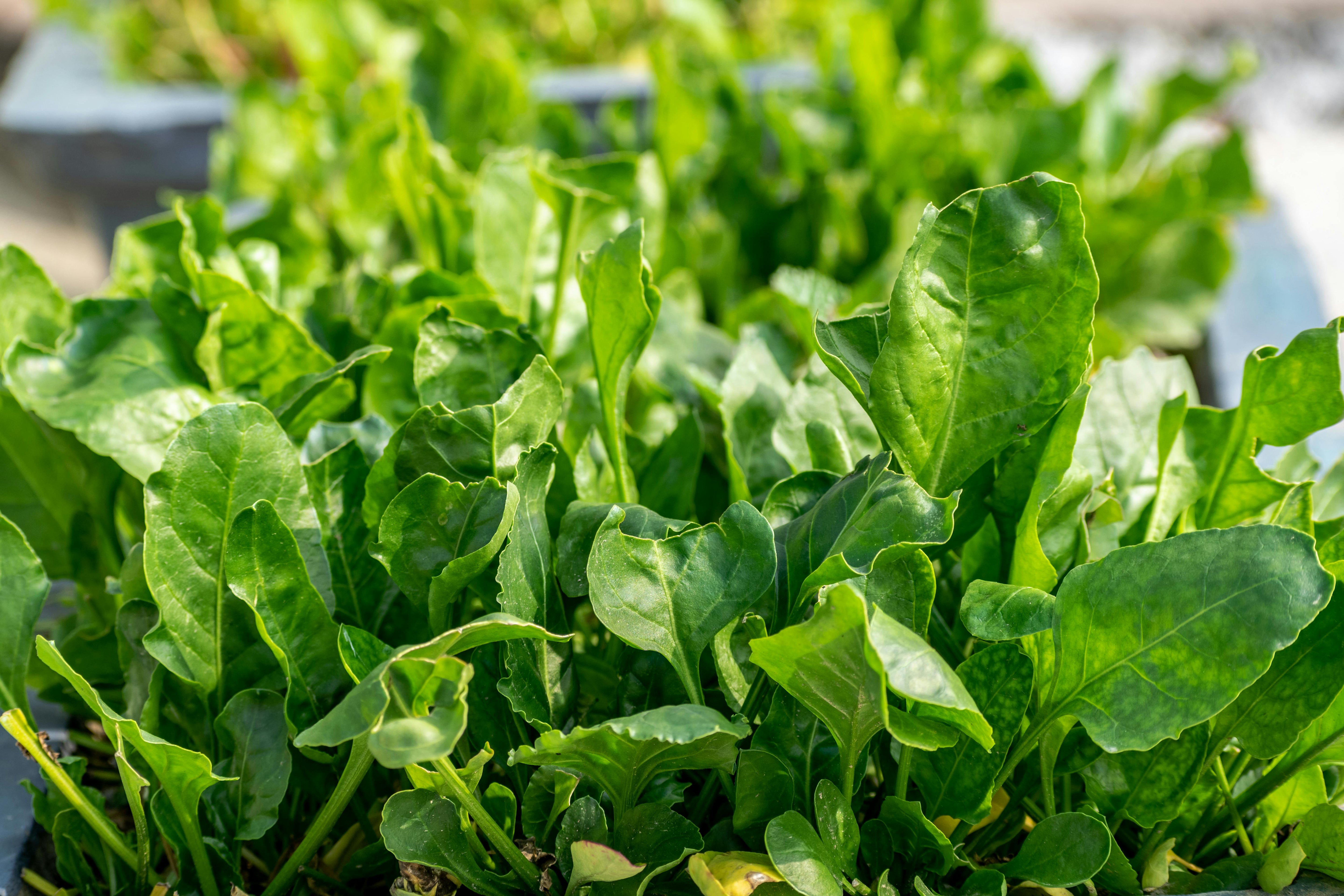 Crop Rotation: What It Is and How It Works