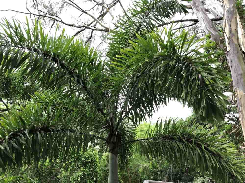 Self-Cleaning Palms: What They Are and Why You’ll Love Them