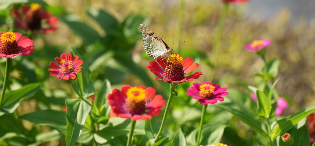 what-not-to-plant-with-zinnias