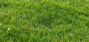What Does Salt Do to Your Grass?