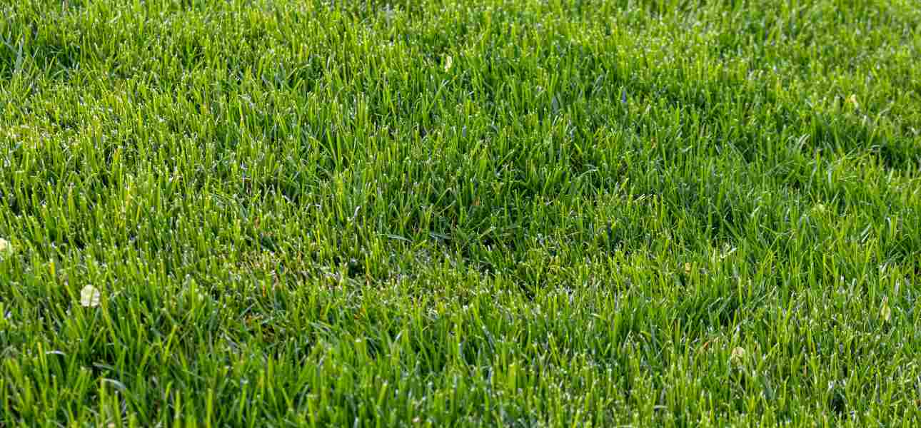 What Does Salt Do to Your Grass