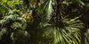 What to Do If Palm Trees Grow Too Tall