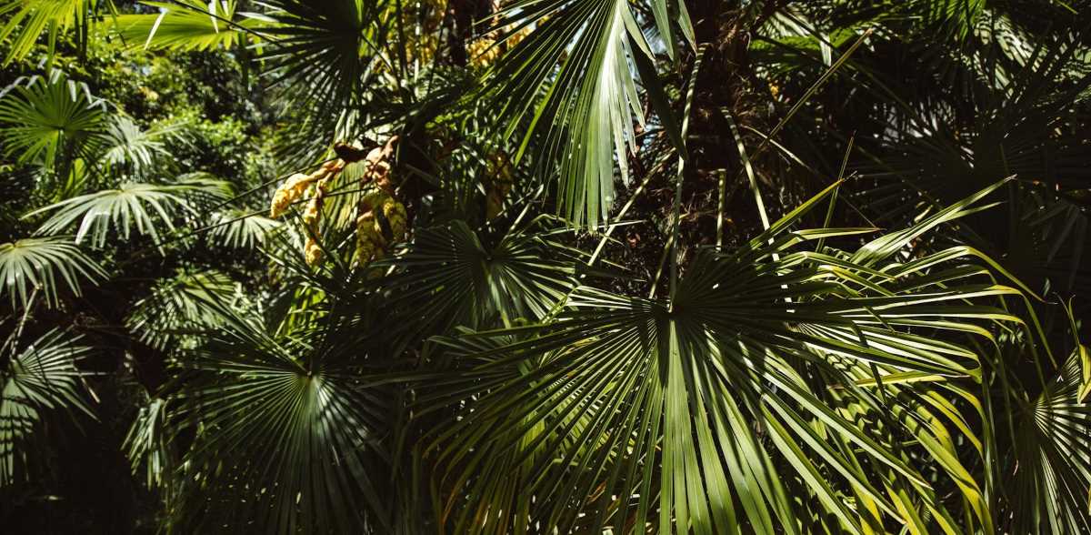 What to Do If Palm Trees Grow Too Tall | NutriPod®