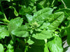 When and Why to Let Vegetables Bolt or Go to Seed