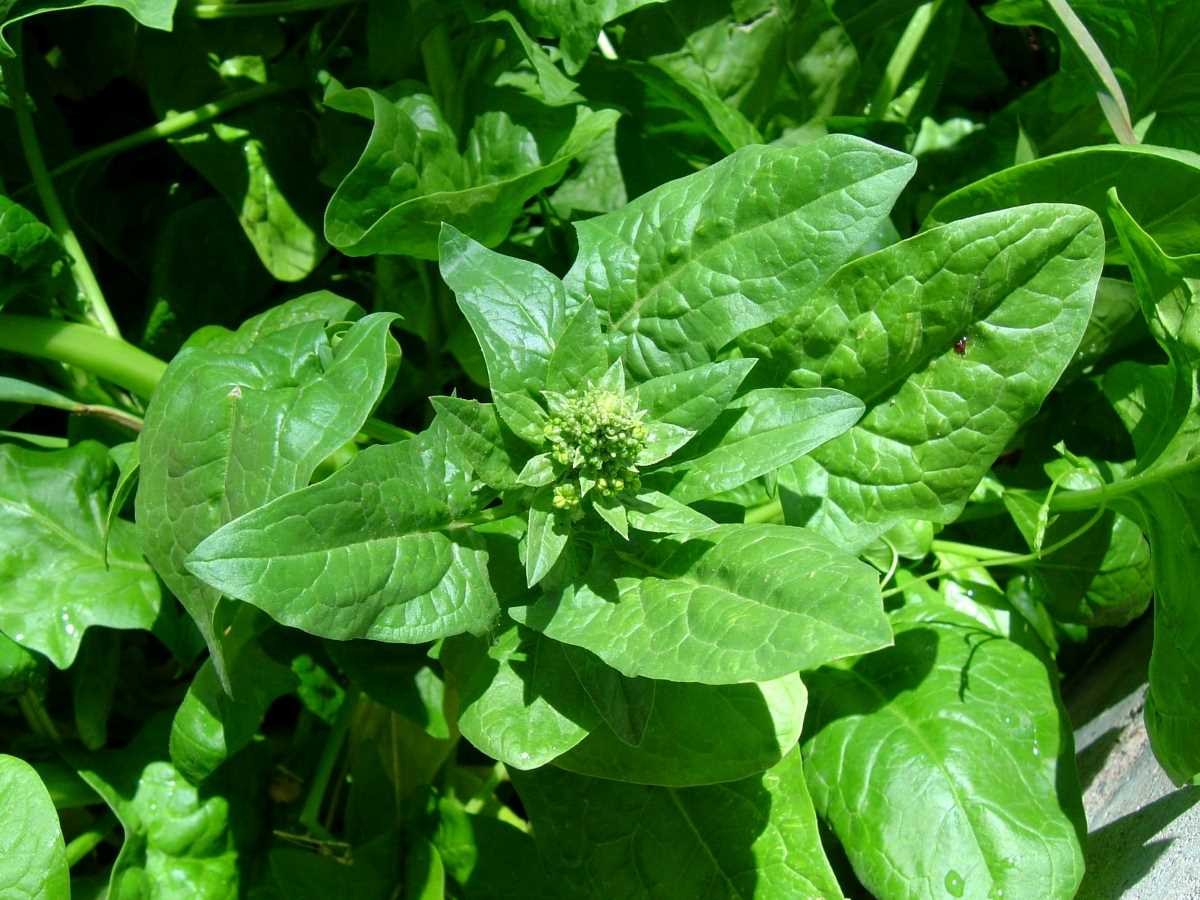 when-and-why-to-let-vegetables-bolt-or-seed
