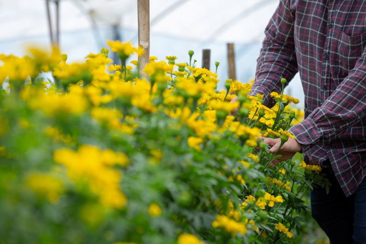 Fertilize Annual Plants