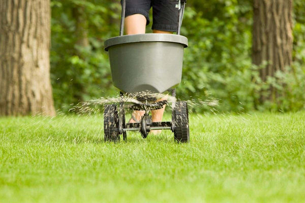when-to-fertilize-lawn-after-seeding