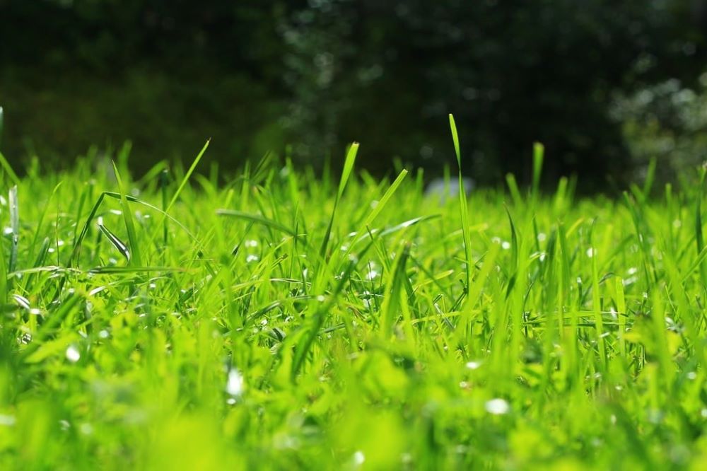 Spring Fertilizing