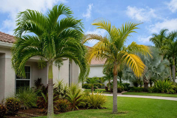 when-to-fertilize-palm-trees