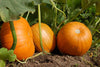 Harvest-Ready: When to Pick Vegetables in Fall