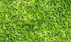 The Best Time to Plant Centipede Grass