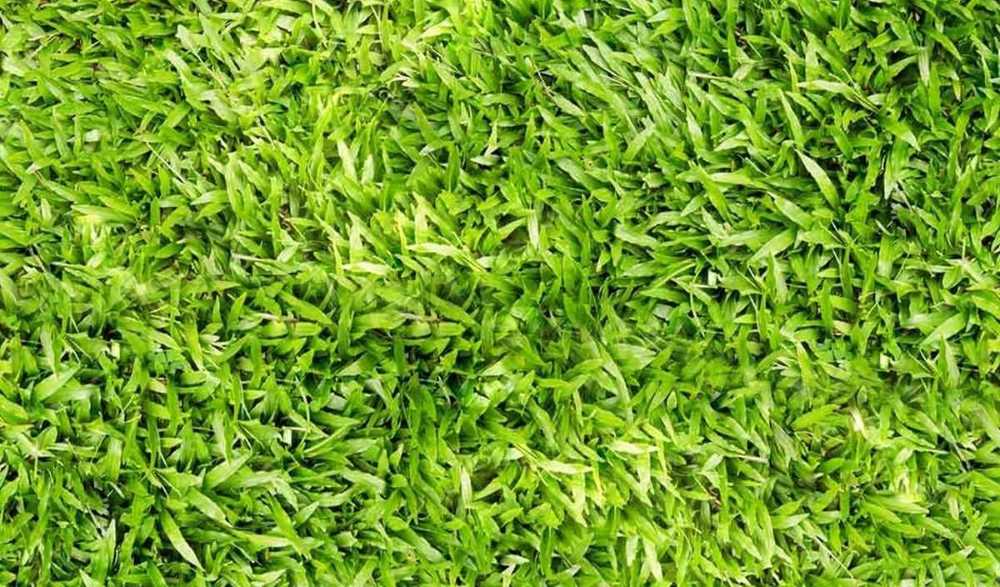 when-to-plant-centipede grass; image of a centipede grass lawn