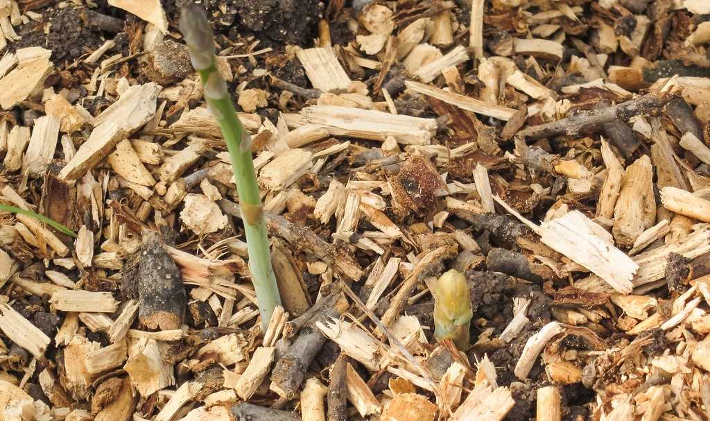 when-to-replace-mulch-vegetable-garden