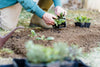 What are Limiting Nutrients and Why Do Plants Need Them?