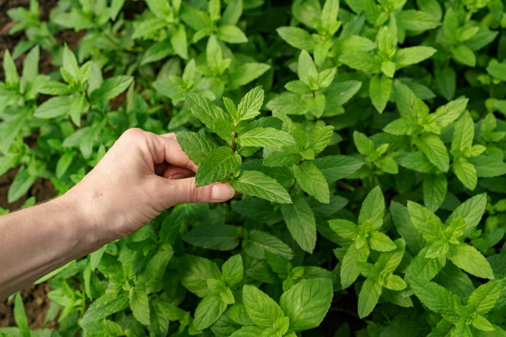 Help! Why Are My Herbs Wilting?