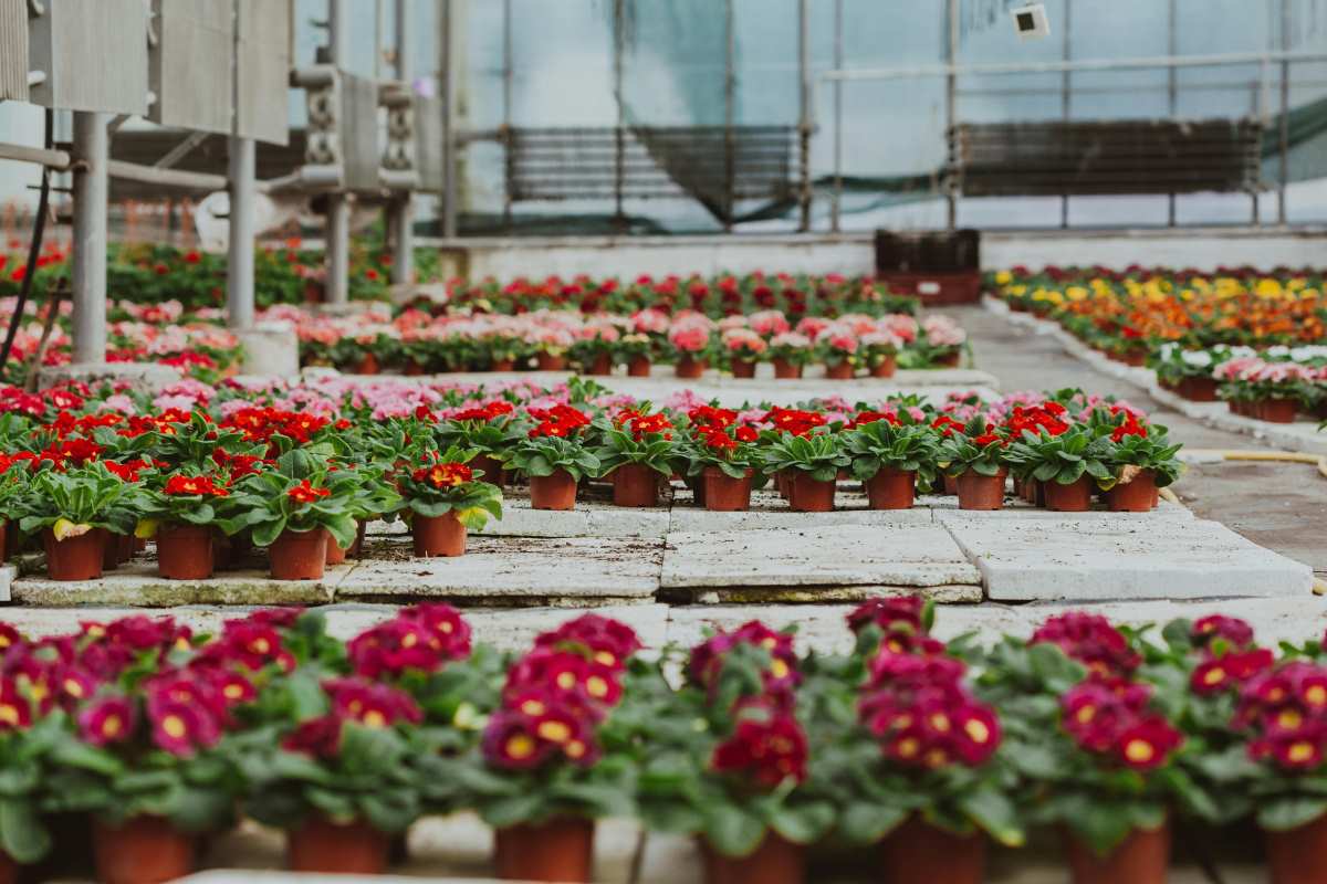 why-flowers-die-after-planting