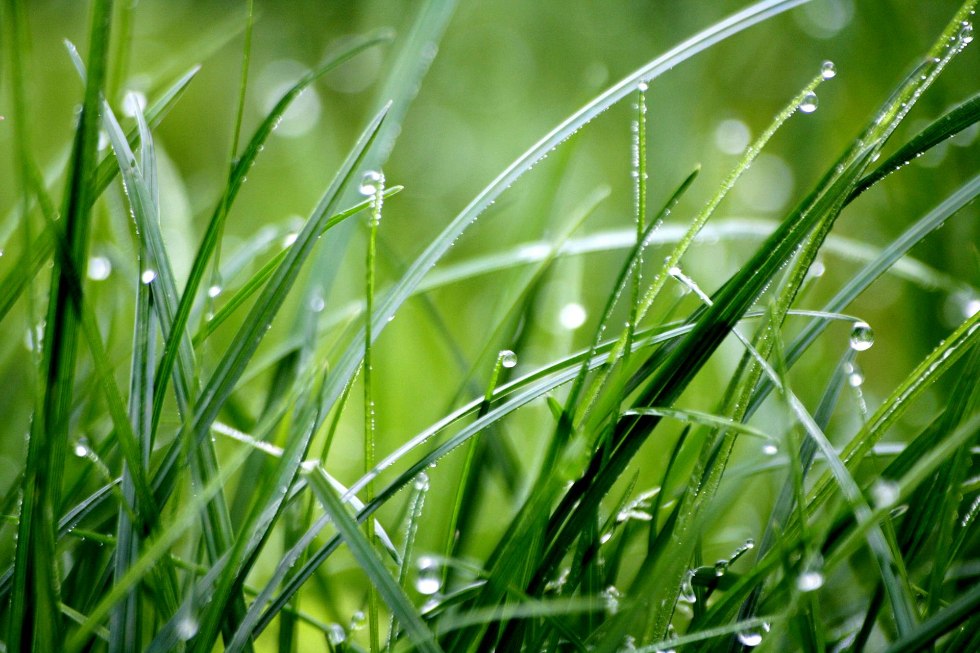Lawn Fertilizer