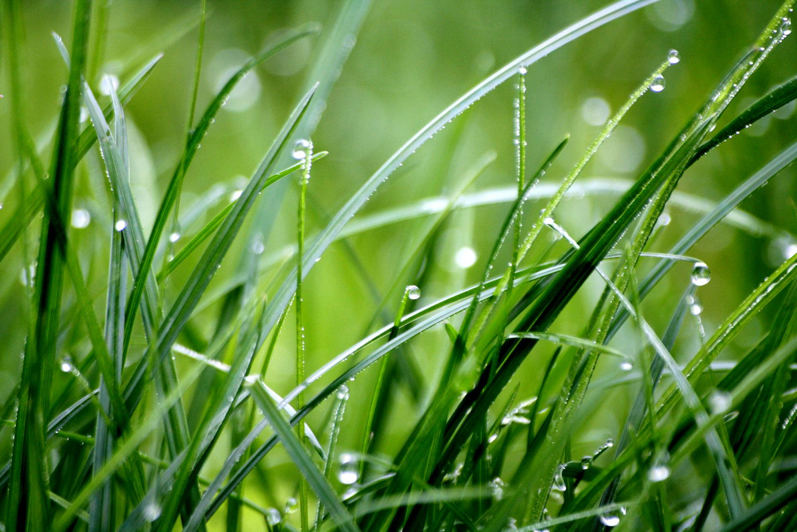 home-nutripod-blog-lawn-care-did-the-rain-wash-away-my-lawn-fertilizer