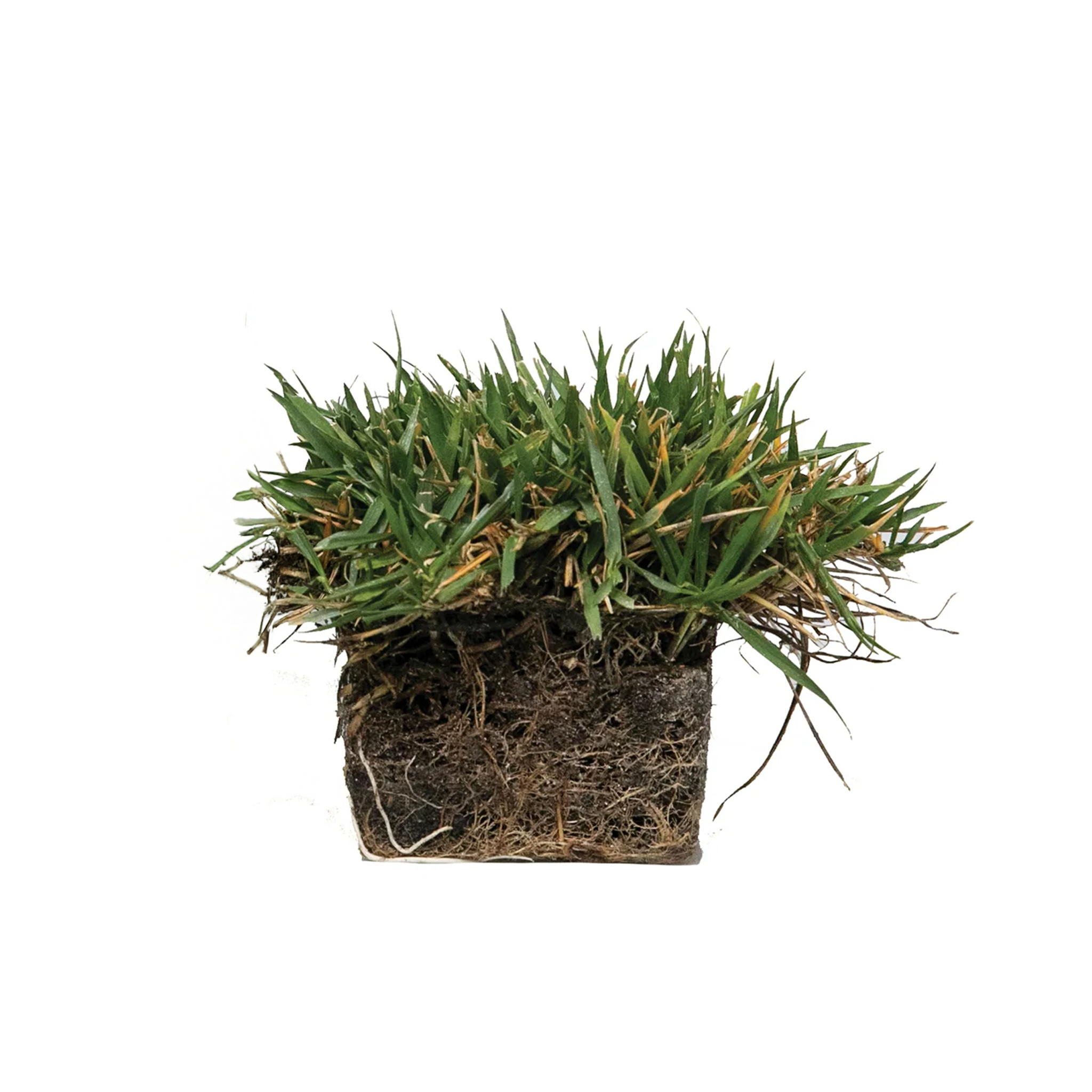 Zoysia Grass Plug & NutriPod® Fertilizer Bundle